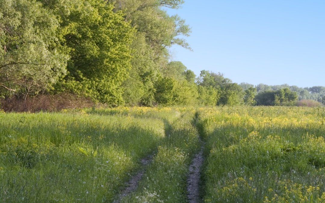 Arbres, haies et bandes végétalisées dans la PAC 2015-2020