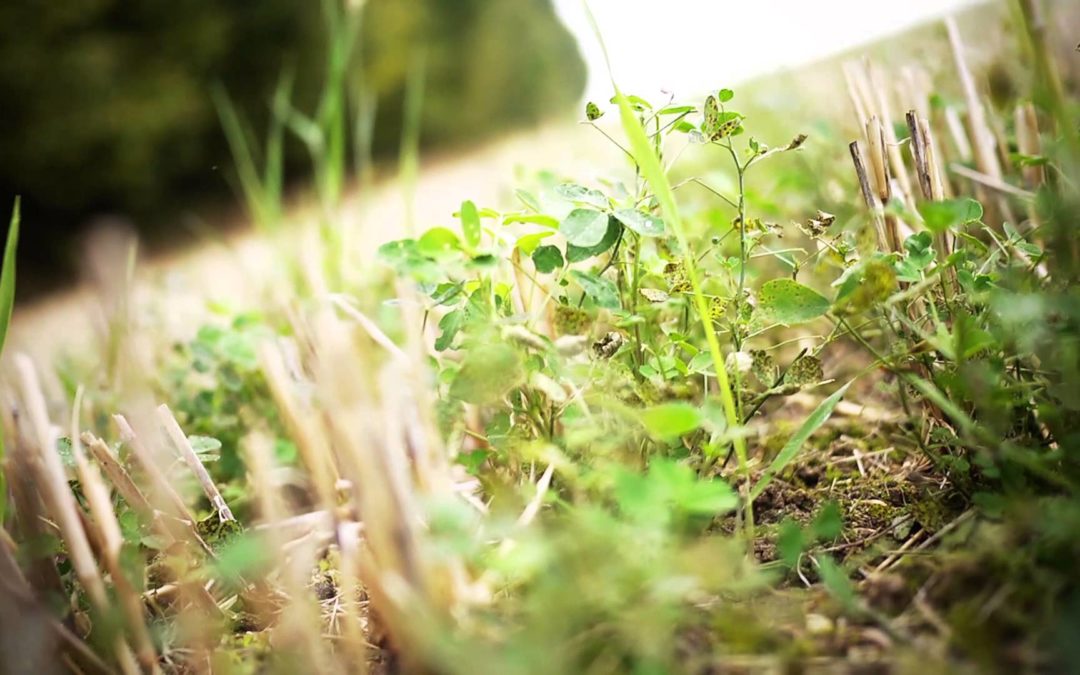 Agriculture et conservation des sols